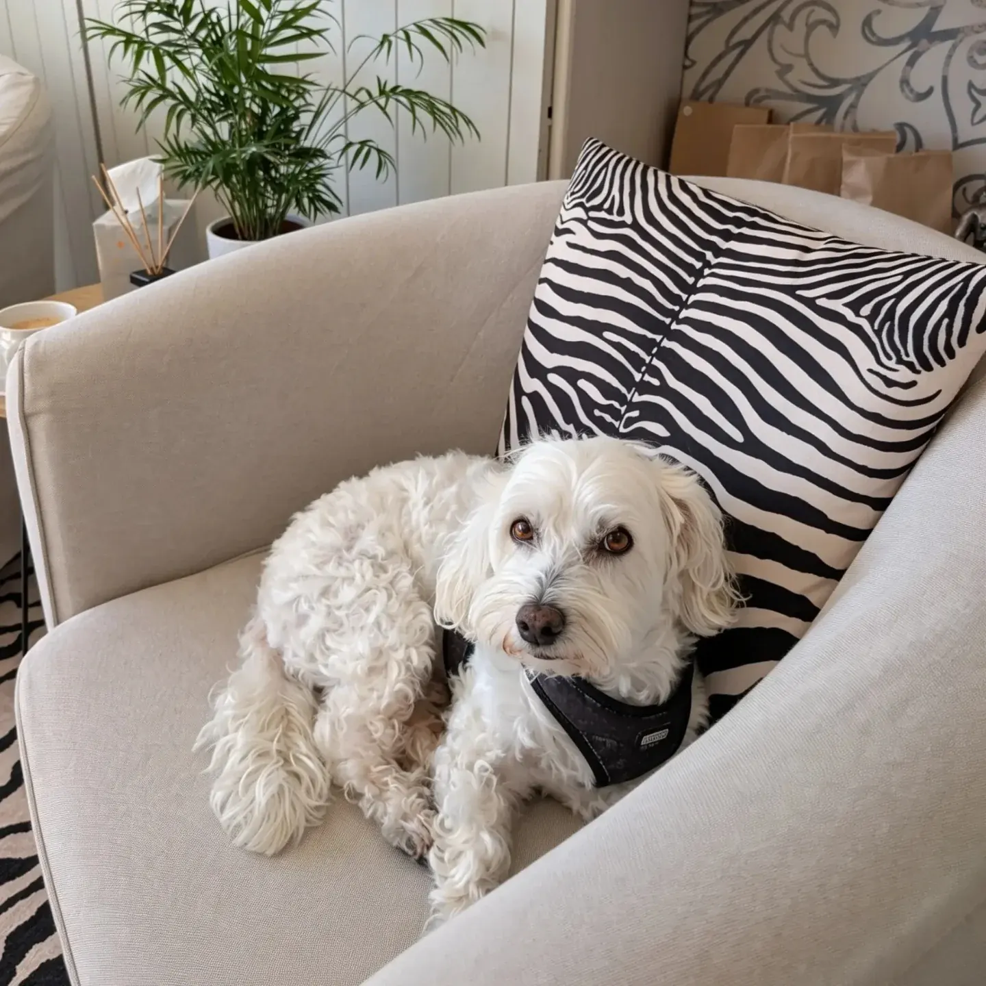 Shyva, der Studiohund, liegt auf einem Sessel