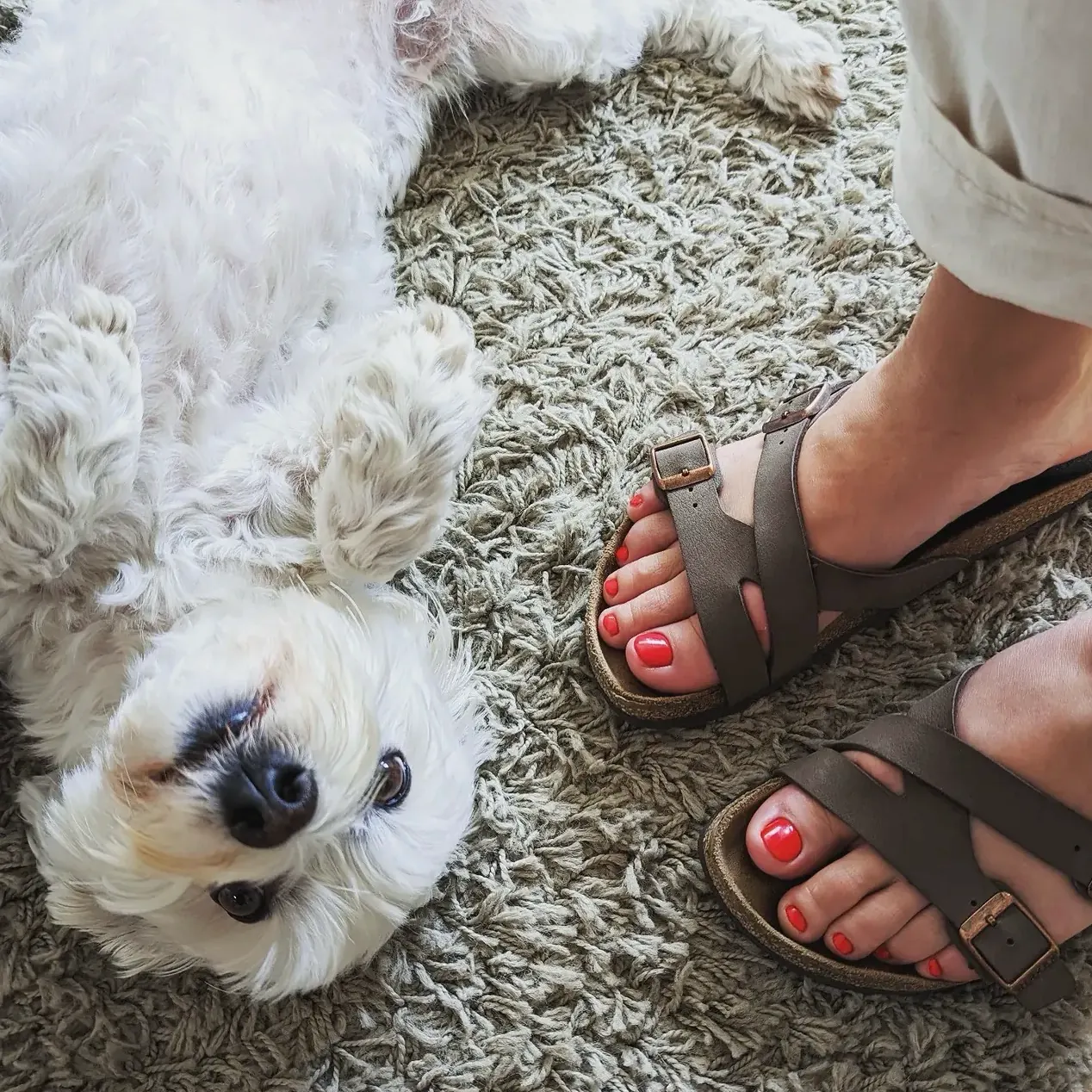 Shyva, der weisse Studiohund, liegt auf dem Rücken neben Füssen mit rot lackierten Zehennägeln in Sandalen